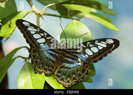 Clipper (Parthenos sylvia), assis sur une usine, Thaïlande, Phuket Banque D'Images