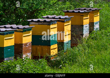 Abeille, ruche abeille (Apis mellifera mellifera), des ruches dans un pré, en Allemagne, en Bavière Banque D'Images