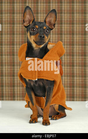 Pinscher nain (Canis lupus f. familiaris), portant un manteau de chien Banque D'Images