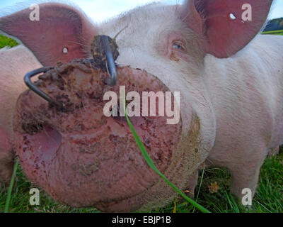 Porc domestique (Sus scrofa domestica) f., sur un pâturage avec des bagues métalliques dans le museau pour empêcher de diggen, Allemagne, Rhénanie du Nord-Westphalie, région de Münster Banque D'Images