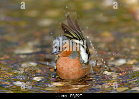 Chaffinch (Fringilla coelebs), homme se baignant dans une eau peu profonde, l'Allemagne, Mecklembourg-Poméranie-Occidentale Banque D'Images