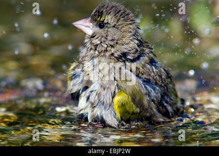 Verdier d'Europe (Carduelis chloris), homme se baignant dans une eau peu profonde, l'Allemagne, Mecklembourg-Poméranie-Occidentale Banque D'Images