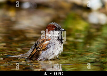 Moineau domestique (Passer domesticus), l'homme se baignant dans une eau peu profonde, l'Allemagne, Mecklembourg-Poméranie-Occidentale Banque D'Images