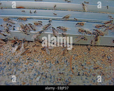 Essaim de fourmis ailées (mâles et femelles prêtes pour l'accouplement) à une terrasse porte, Allemagne Banque D'Images