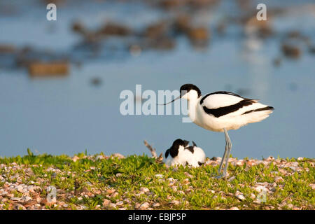 Avocette élégante (Recurvirostra avosetta), couple de reproduction , Pays-Bas, Texel Banque D'Images