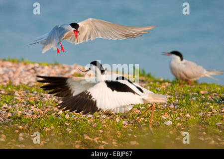 Avocette élégante (Recurvirostra avosetta), la sterne pierregarin qui attaquent une avocette, Pays-Bas, Texel Banque D'Images