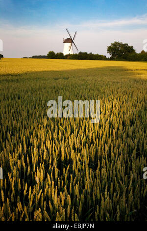 Moulin à vent d'Schmerlecke avec champ de blé dans la lumière du soir, l'Allemagne, en Rhénanie du Nord-Westphalie, Grevesmühlen Banque D'Images