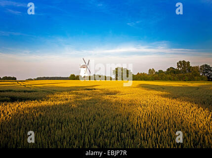 Moulin à vent d'Schmerlecke avec champ de blé dans la lumière du soir, l'Allemagne, en Rhénanie du Nord-Westphalie, Grevesmühlen Banque D'Images