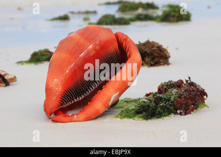 Bullmouth casque, Bull's-bouche conque, casque rouge (Cypraecassis rufa) bullmouth rouge, casque, Tanzanie, Sansibar Banque D'Images