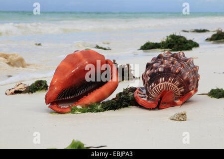 Bullmouth casque, Bull's-bouche conque, casque rouge (Cypraecassis rufa), deux bullmouth rouge casque, Tanzanie, Sansibar Banque D'Images