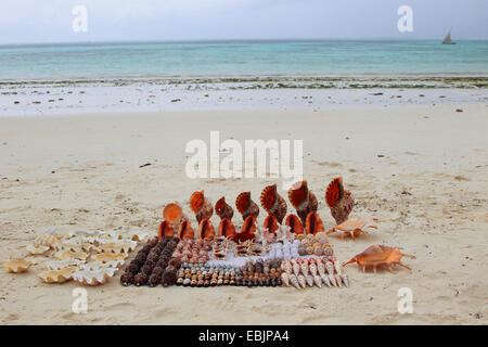 Conques recueillies, les coquillages et les coquilles d'escargot sur une plage de sable fin, la Tanzanie, Sansibar Banque D'Images