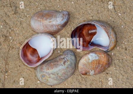 American slipper limpet, Atlantique commun slippersnail (Crepidula fornicata), coquilles d'escargots sur la plage, Allemagne Banque D'Images