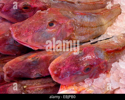 Grondin, sapphirine (Trigla lucerna Grondin, Chelidonichthys lucerna), que l'alimentation du poisson sur la glace à un stand de poisson Banque D'Images