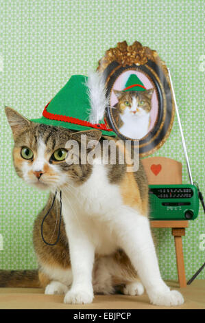 Chat domestique, le chat domestique (Felis silvestris catus). f, avec chapeau Tyrolien Banque D'Images