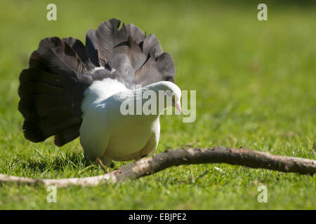 Le pigeon (Columba livia domestica). f, dans un pré, en Allemagne, en Rhénanie du Nord-Westphalie Banque D'Images