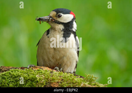 Great spotted woodpecker (Picoides major, Dendrocopos major), homme assis sur la mousse avec du bois mort dans son bec d'insectes capturés, Allemagne Banque D'Images