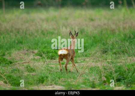 Le chevreuil (Capreolus capreolus), buck fuyant dans un pré vers la forêt, Allemagne Banque D'Images
