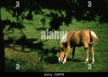 Cheval Haflinger (Equus przewalskii f. caballus), pâturage, Allemagne Banque D'Images