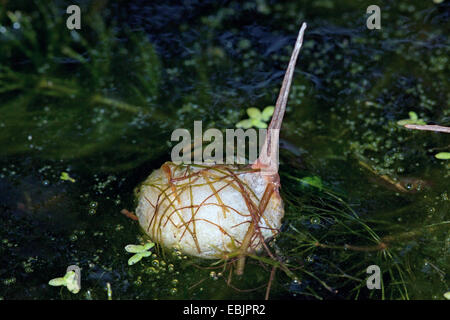 L'eau noire grand coléoptère, grand silver water beetle, grande terre, de l'eau plongée beetle (Hydrous piceus, Hydrochara piceus, cocoon sur surface de l'eau Banque D'Images