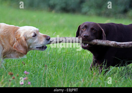 Labrador Retriever (Canis lupus f. familiaris), et Golden Retriever jouant avec un bâton en bois Banque D'Images