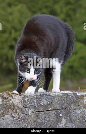 Chat domestique, le chat domestique (Felis silvestris catus) f., noir et blanc, l'un global┤tomcat s retour sur un mur Banque D'Images