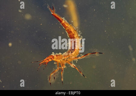 Du grand (Dytiscus marginalis), larve, réglé par ciliata, Allemagne Banque D'Images