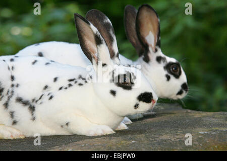 Lapin domestique (Oryctolagus cuniculus f. domestica), deux lapins noir et blanc assis sur un mur de pierre Banque D'Images