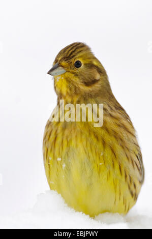 Yellowhammer (Emberiza citrinella), sitting in snow, ALLEMAGNE, Basse-Saxe Banque D'Images
