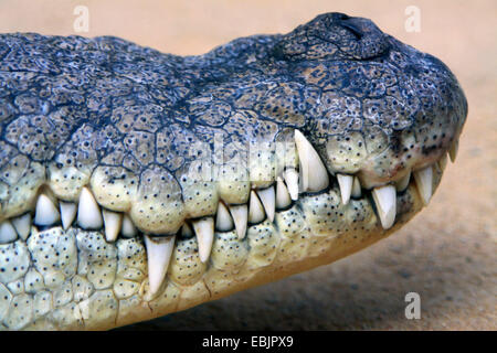 Le crocodile du Nil (Crocodylus niloticus), Conseil de la bouche avec les rangées de dents pointues Banque D'Images