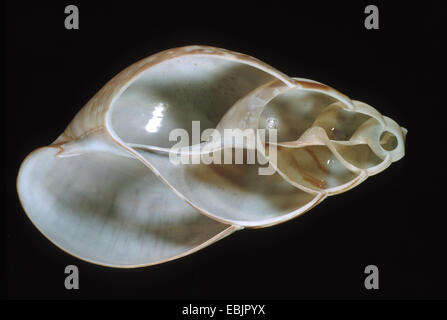 Agate Rose-labiés, escargot, escargot blonde immacs géant, giant African land escargot, escargot africain géant (Achatina Achatina immaculata, panthera), section transversale d'un escargot-shell Banque D'Images