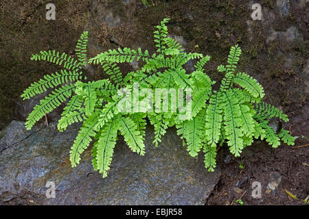 Le nord de l'adiante du Canada, Canadian maidenhair, American Maidenhair (Adiantum pedatum), de plus en plus parmi les roches, USA, Alaska, la Forêt nationale de Tongass Banque D'Images
