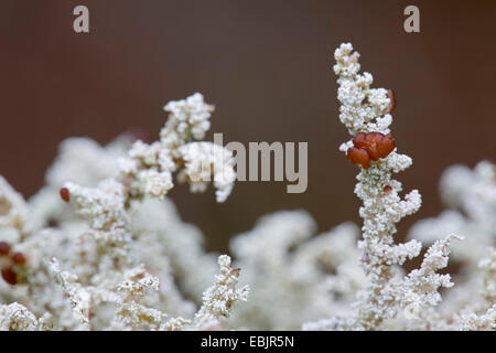 Lichen (neige) spathuliferum Stereocaulon, ascocarpes avec, en Suède, en Vaermland Banque D'Images