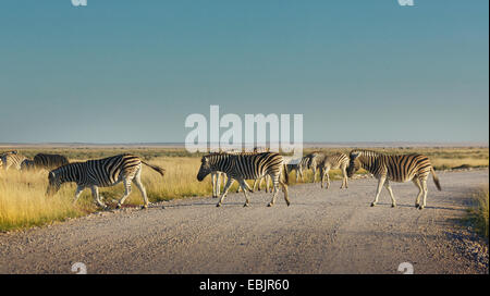 Troupeau de zèbres crossing road, Etosha National Park, Namibie Banque D'Images