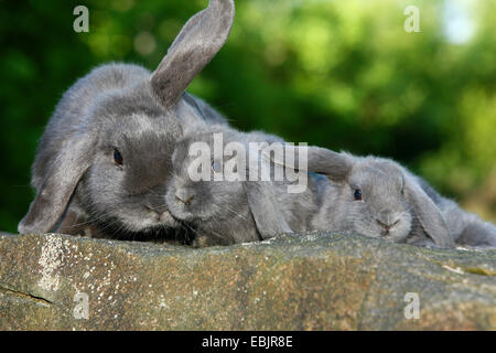 Lapin domestique (Oryctolagus cuniculus f. domestica), lapin domestique assis avec des enfants sur un mur Banque D'Images