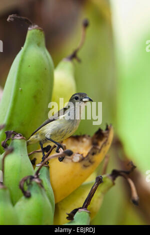Souimanga à dos olive (Nectarinia jugularis), femelle se nourrissant de la banane, de l'Inde, les îles d'Andaman Banque D'Images