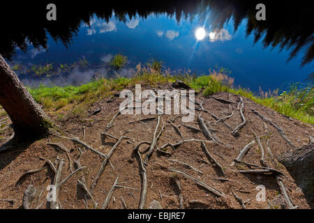 Les racines des arbres au bord du lac de l'Allemagne, le lac de stockage Poehl, Saxe, Vogtland, Jocketa Banque D'Images