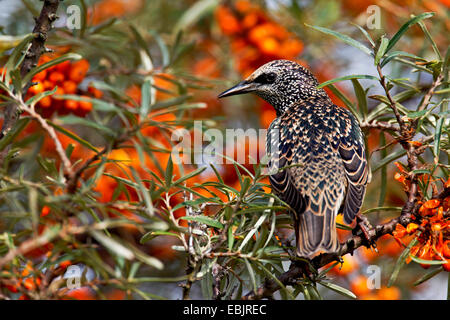 Étourneau sansonnet (Sturnus vulgaris), assis dans un argousier bush plein de petits fruits mûrs, de l'Allemagne, Schleswig-Holstein, Speicherkoog Banque D'Images