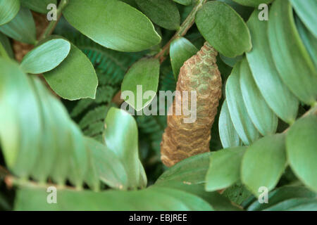 Zamia furfuracea (palm en carton), avec cône Banque D'Images