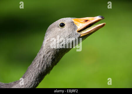 Oie naine (Anser erythropus), portrait, vue de côté, l'Allemagne, Rhénanie du Nord-Westphalie Banque D'Images