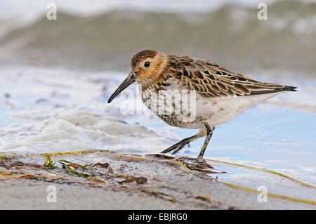 Le Bécasseau variable (Calidris alpina), sur la plage, l'Allemagne, Mecklembourg-Poméranie-Occidentale Banque D'Images