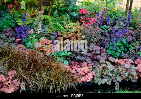 La frontière avec la plantation mixte planté y compris Heuchera et Salvia dans le jardin Réflexions pic Banque D'Images