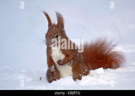 L'écureuil roux européen eurasien, l'écureuil roux (Sciurus vulgaris), assis dans la neige, l'Allemagne, Schleswig-Holstein Banque D'Images