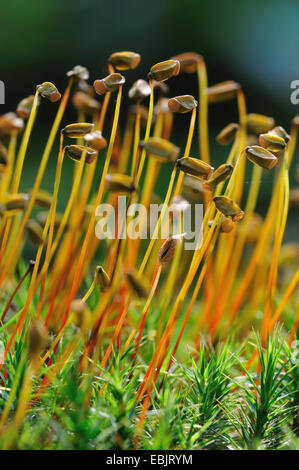 Les cheveux (mousse Polytrichum commune), capsules, Allemagne Banque D'Images