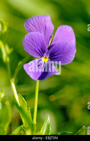 L'alto (Viola) guestphalica guestphalica, fleur, Allemagne, Rhénanie du Nord-Westphalie Banque D'Images