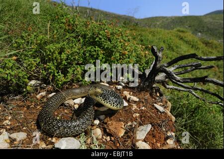 Snake whip des Balkans (Hierophis gemonensis, Coluber gemonensis ), le soleil sur un spot à un densly déchets pente cultivé, Grèce, Cythère Banque D'Images