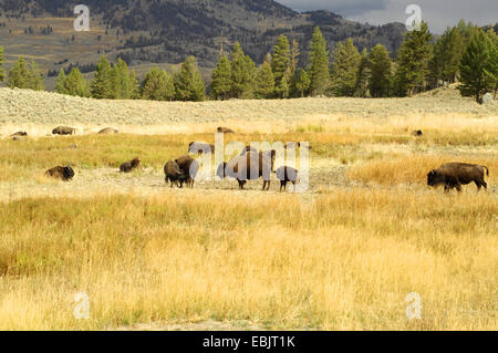 American bison, Bison (Bison bison), troupeau de bisons dans la prairie, États-Unis d'Amérique, le Parc National de Yellowstone Banque D'Images