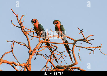 Ara bleu et jaune, bleu et or, Ara bleu et or, Ara bleu et jaune Ara ararauna (ARA), assis sur un arbre mort dans la lumière du soir, le Brésil, Pantanal Banque D'Images