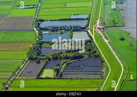 Vue d'étangs à poissons et les pâturages, l'ALLEMAGNE, Basse-Saxe, Cuxhaven, Sandstedt Banque D'Images