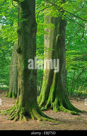 Le hêtre commun (Fagus sylvatica), les troncs moussus, Allemagne, Hesse, Urwald Sababurg Banque D'Images