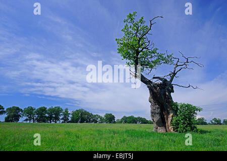 Chêne (Quercus spec.), 600 ans tree, Allemagne, Hesse Banque D'Images